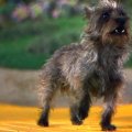 toto