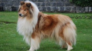 lassie