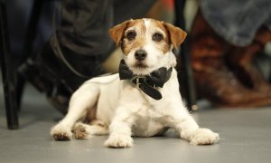 uggie