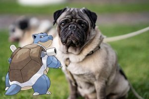 blastoise