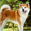 hachiko
