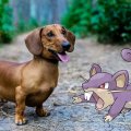 rattata