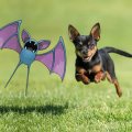 zubat