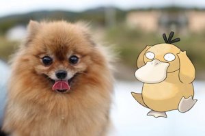 psyduck