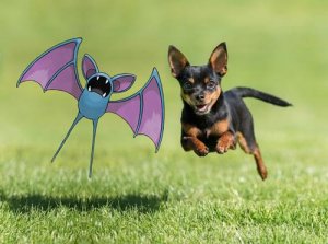 zubat