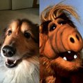 alf