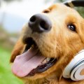 dr dre