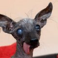 gollum