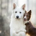 kenai e koda