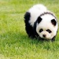 panda