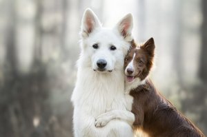 kenai e koda