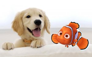 Nemo