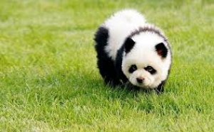 panda