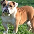 lockjaw