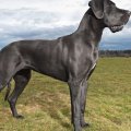 marmaduke