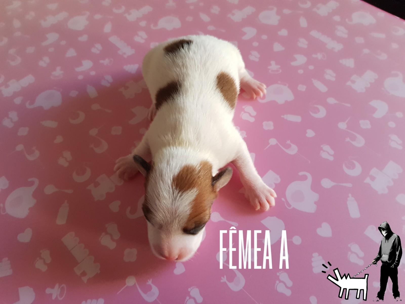 Fêmea A