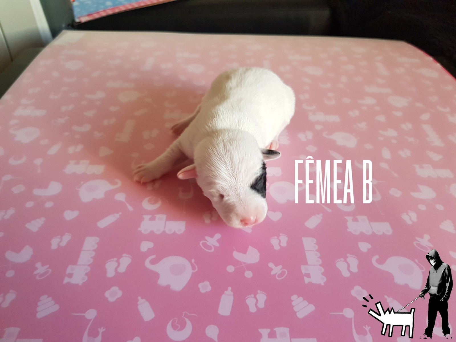 Fêmea B