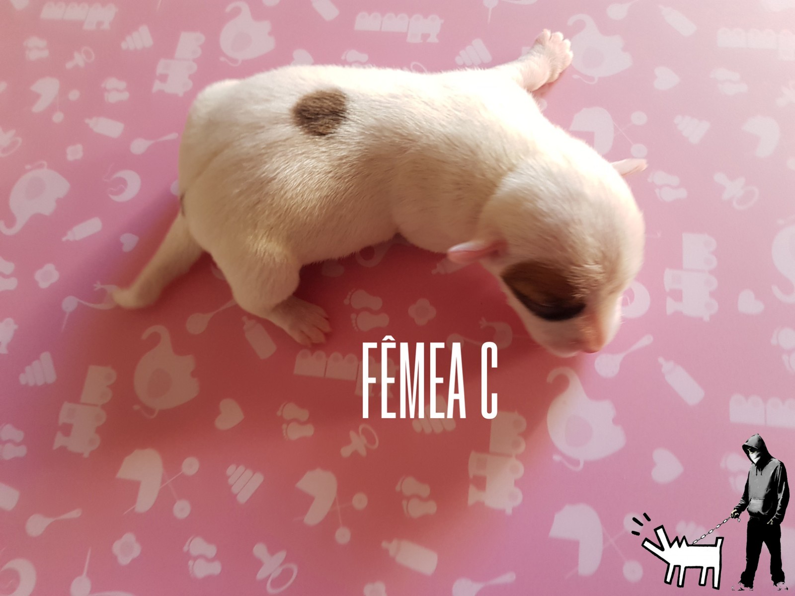 Fêmea C