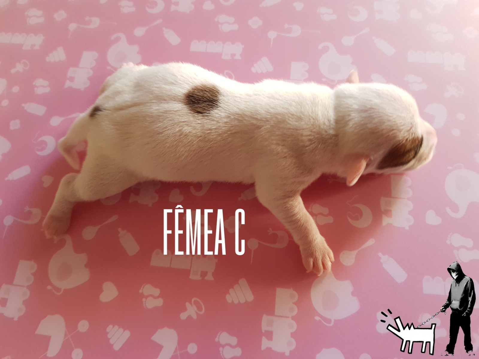 Fêmea C