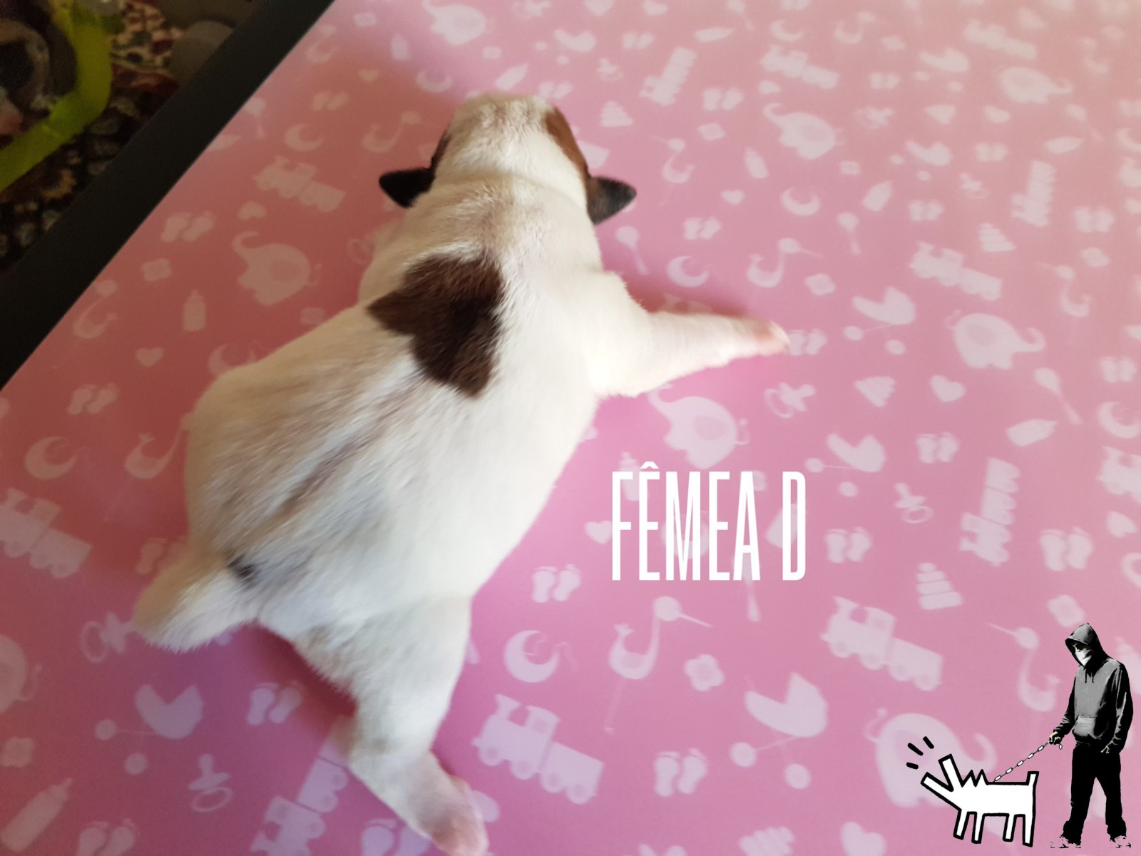 Fêmea D