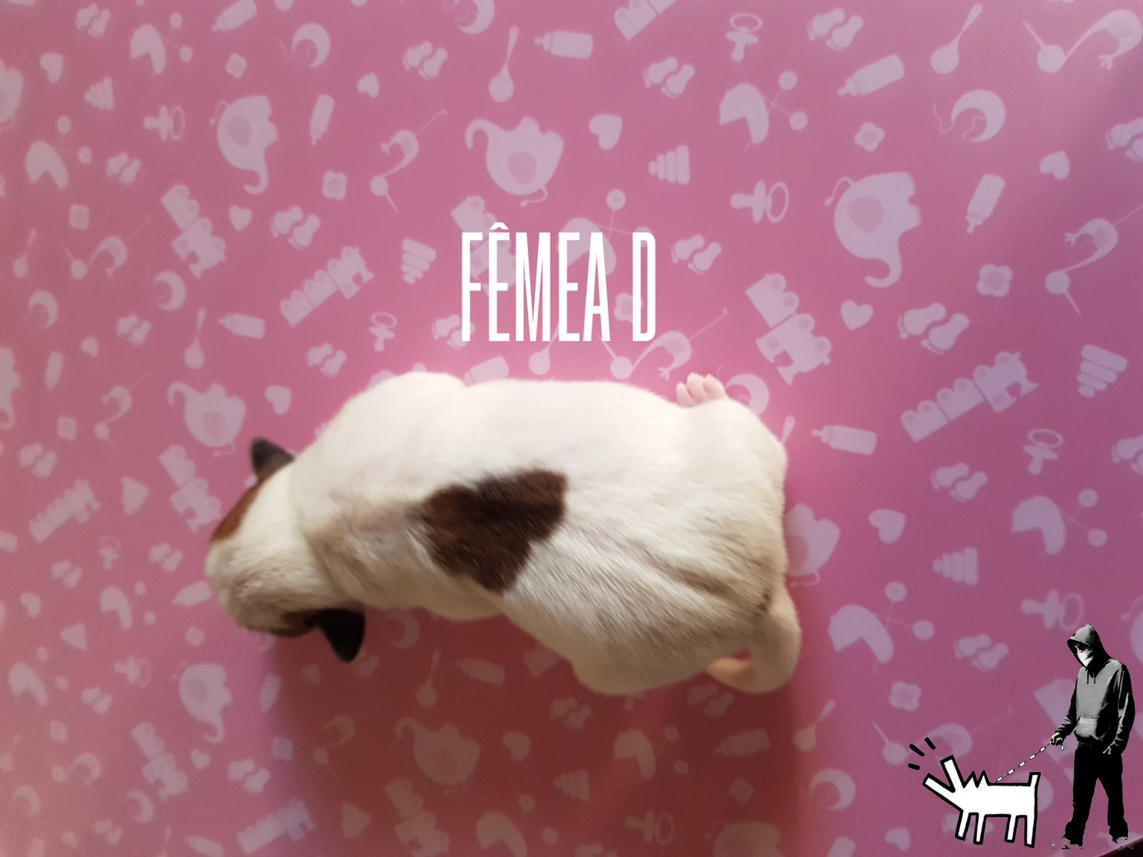 Fêmea D