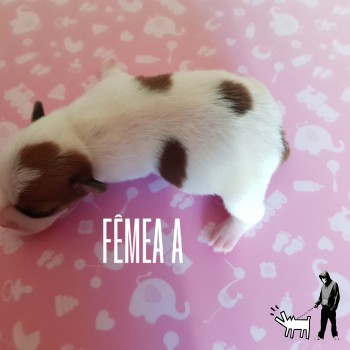 Fêmea A