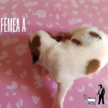 Fêmea A
