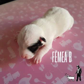Fêmea B