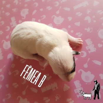 Fêmea B