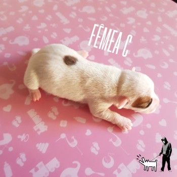 Fêmea C