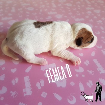 Fêmea D