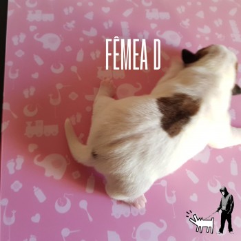 Fêmea D