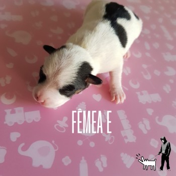 Fêmea E