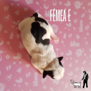 Fêmea E