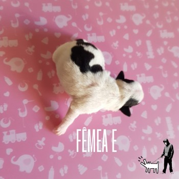Fêmea E