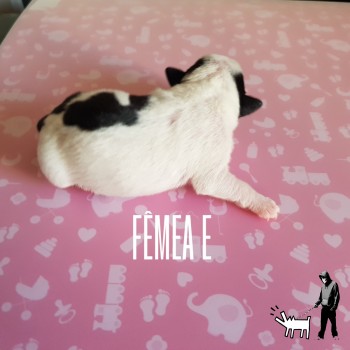 Fêmea E