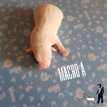 Macho A