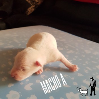 Macho A