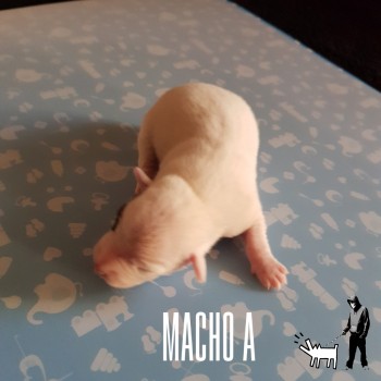Macho A