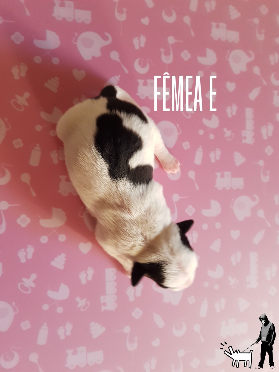 Fêmea E