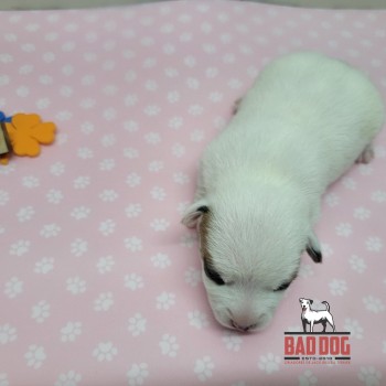 FÊMEA B - RESERVADA