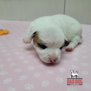 FÊMEA B - RESERVADA