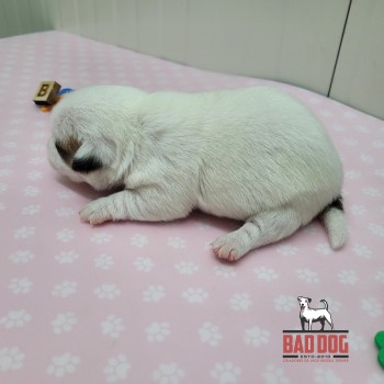 FÊMEA B - RESERVADA