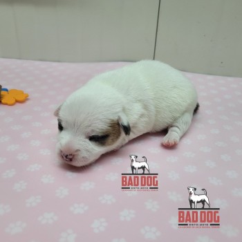 FÊMEA B - RESERVADA