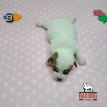 FÊMEA C - RESERVADA