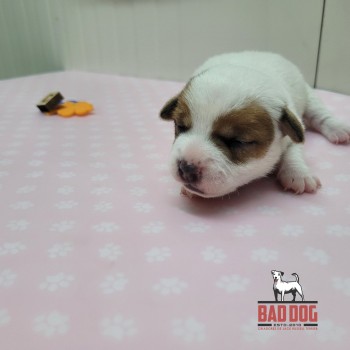 FÊMEA C - RESERVADA