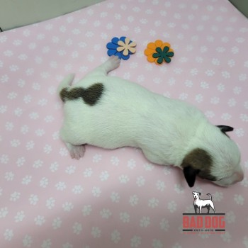 FÊMEA A - RESERVADA