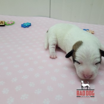 FÊMEA A - RESERVADA