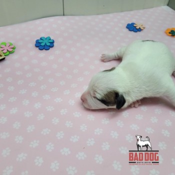 FÊMEA A - RESERVADA