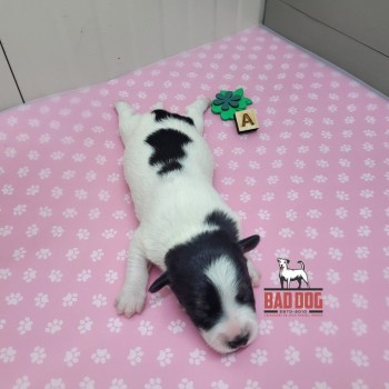 FÊMEA A - RESERVADA